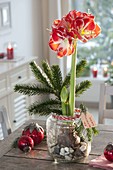 Amaryllis in candy jar pulled on gravel