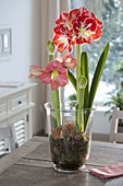 Amaryllis in glass with moss and cones