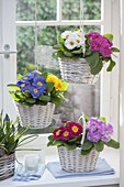 Primula acaulis (spring primroses) in white baskets by the window
