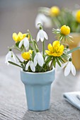 Small bouquet in doll dishes, Galanthus (snowdrop)
