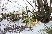 Verschneites Beet mit Helleborus niger 'Verboom Double' (Gefuellter Christrose