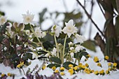 Snowy border with Helleborus niger 'Verboom Double' (Christmas rose)