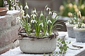 Galanthus (Snowdrop) in grey bowl with wreath of twigs