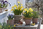 Spring terrace with daffodil and crocuses in terracotta