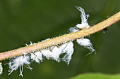 Psylla spec. (leaf flea)