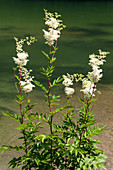 Maedesuess an Flussufer, Filipendula ulmaria, Bayern, Deutschland / flowers, Filipendula ulmaria, Bavaria, Germany