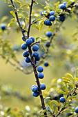 Blackthorn, blackthorn, fruiting (Prunus spinosa), Germany, Europe
