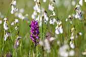 Broad-leaved orchid (Dactylorhiza majalis), salep and cotton grass, Bavaria, Germany