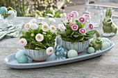 Hand-potted Easter bowls with Bellis (Centaury)
