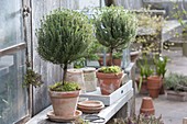 Thyme (Thymus vulgaris) tall stems in clay pots with moss