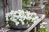 Viola cornuta Callisto 'White' in grey bowl on wooden bench