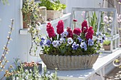 Hyacinthus 'Hollyhock' (Hyazinthen), Ranunculus (Ranunkeln) und Viola