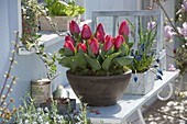 Tulipa 'Red Paradise' (Tulpen) in Schale, Muscari (Traubenhyazinthen)