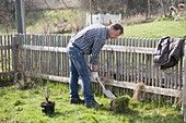 Mann pflanzt rote Johannisbeere im Biogarten