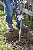 Man planting red currant in organic garden