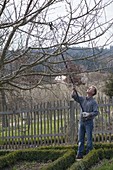Mann lichtet Apfelbaum (Malus) im Vorfrühling oder Spätwinter