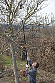Mann lichtet Walnussbaum (Juglans regia) im Vorfrühling oder Spätwinter