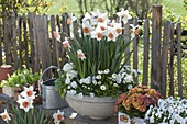 Narcissus 'Accent' (Narzissen), Viola cornuta 'White' (Hornveilchen), Bellis