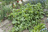 Bush beans (Phaseolus) next to tomatoes (Lycopersicon) and onions