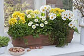 Terracotta box with edible plants by the window