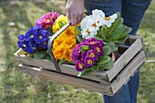 Woman carrying wooden basket with freshly bought, colourful Primula acaulis