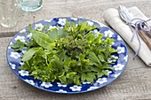 Wild herb salad on a blue and white plate