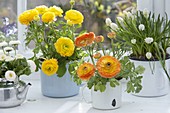 Ranunculus (ranunculus), Muscari 'Alba' (grape hyacinths) and Bellis