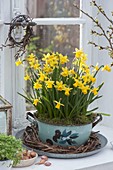 Narcissus 'Tete-a-Tete' (daffodils) in old enamel pot