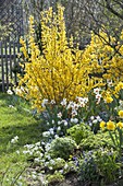 Frühlingsbeet mit Forsythia 'Lynwood' (Goldgloeckchen), Narcissus