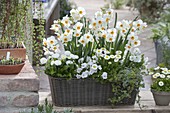 Korbkasten weiß bepflanzt - Narcissus 'Geranium' (Narzissen), Bellis 'White Star'