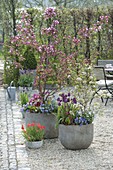 Malus 'Rudolph' (ornamental apple), Viburnum (snowball) on gravel terrace