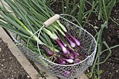Freshly harvested red winter onion 'Electric' (Allium cepa) in wire coulter