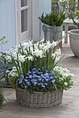 Blue-white spring basket: fragrant Narcissus 'Thalia' (Narcissus), Arabis