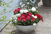 Grey bowl with Tulipa 'Red Paradise' (tulips), Arabis 'Alabaster' (tulips)