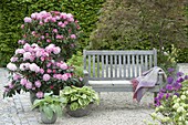 Shade terrace with Rhododendron (Alpine roses), Hosta