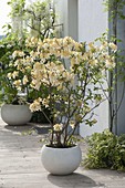 Rhododendron luteum 'Daviesii' (Gartenazalee)