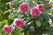 Rose 'Chippendale' (Nostalgia Rose)