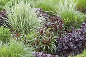 Perennial bed sprouts in spring: Penstemon 'Huskers Red' (Bearded Thread)