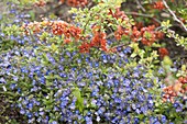 Veronica peduncularis 'Big Blue' (Veronica) und Chaenomeles japonica