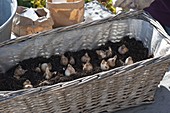 Basket box planted with bulbs in layers