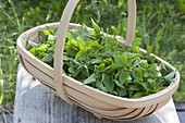 Basket with freshly harvested nettles (Urtica dioica) on wooden bench