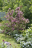 Beet mit Weigelia florida (Weigelie) und weissen Impatiens Neu-Guinea