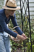 Woman tying rose (climbing rose) to rose arch