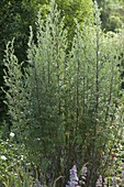 Mugwort (Artemisia vulgaris), not only used as a culinary herb