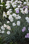 Dianthus gratianopolitanus 'Ohrid' (Pentecostal Carnation)