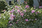 Strauchrose 'Fleurette', öfterblühend, robust, Wildrosencharakter, Naturgarten
