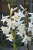 Lilium candidum (Madonna Lily)