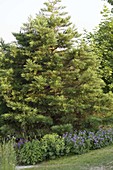 Metasequoia glyptostroboides (Urweltmammutbaum, Cinesisches Rotholz)