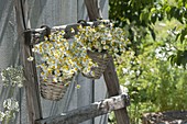 Camomile (Matricaria chamomilla) in small baskets hung on ladder
