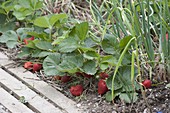 Mischkultur - Beet mit Erdbeeren und Zwiebeln pflanzen